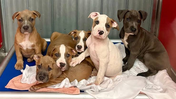 puppies