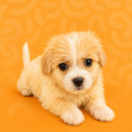 DESIGNER PUPPIES