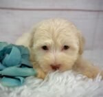 Parker - Male Havanese