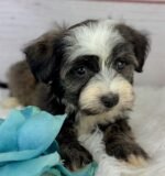 Samson - Male Toy Havanese