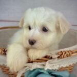 Louie - Male Havanese