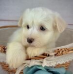 Louie - Male Havanese