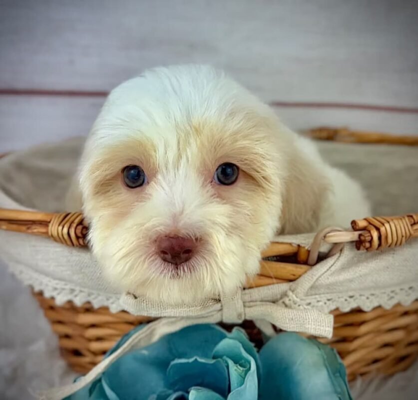 Chief - Male Toy Havapoo