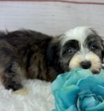 Samson - Male Toy Havanese