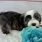 Samson - Male Toy Havanese