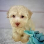 Parker - Male Havanese