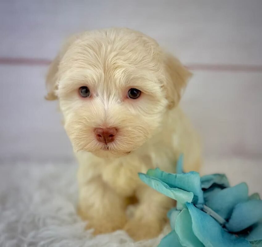 Parker - Male Havanese