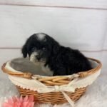 Opal - Female Toy Havapoo