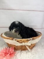 Opal - Female Toy Havapoo