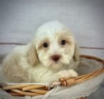 Chief - Male Toy Havapoo