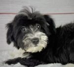 Flint - Male Toy Havapoo
