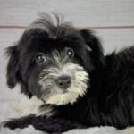 Flint - Male Toy Havapoo