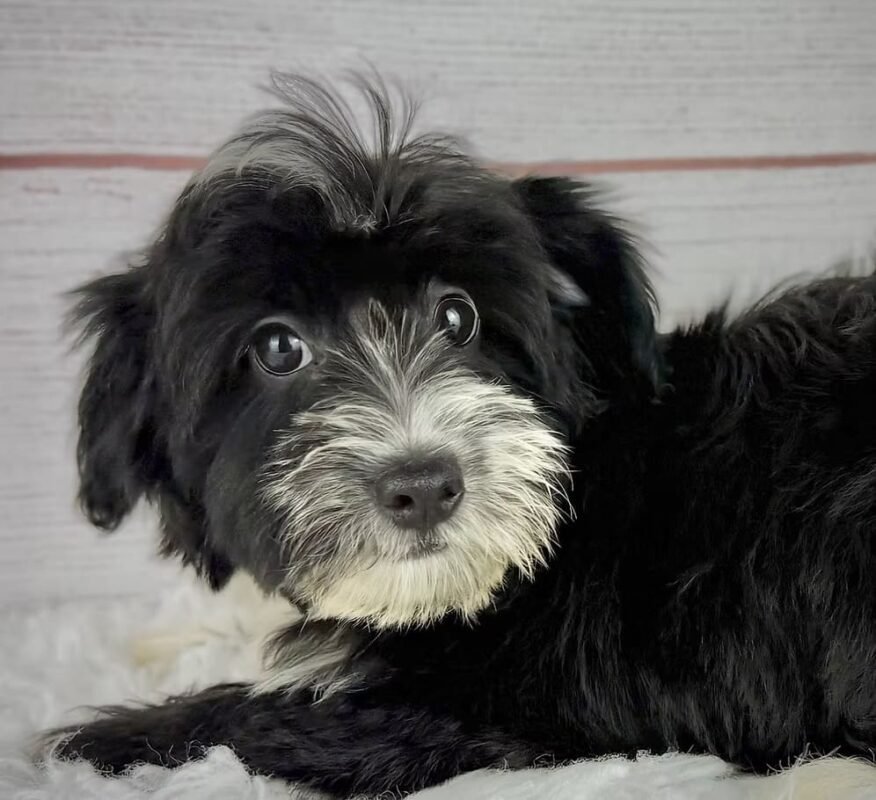 Flint - Male Toy Havapoo