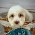 Chief - Male Toy Havapoo