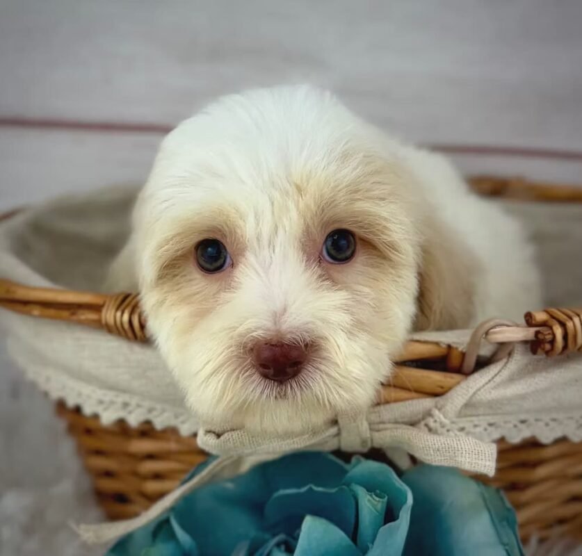 Chief - Male Toy Havapoo