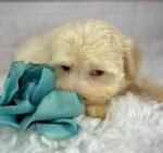 Parker - Male Havanese
