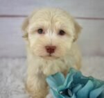 Parker - Male Havanese