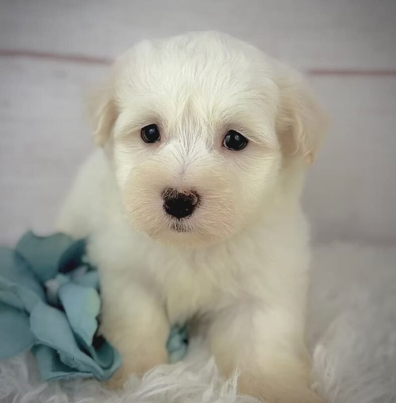 Louie - Male Havanese