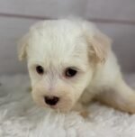 Louie - Male Havanese