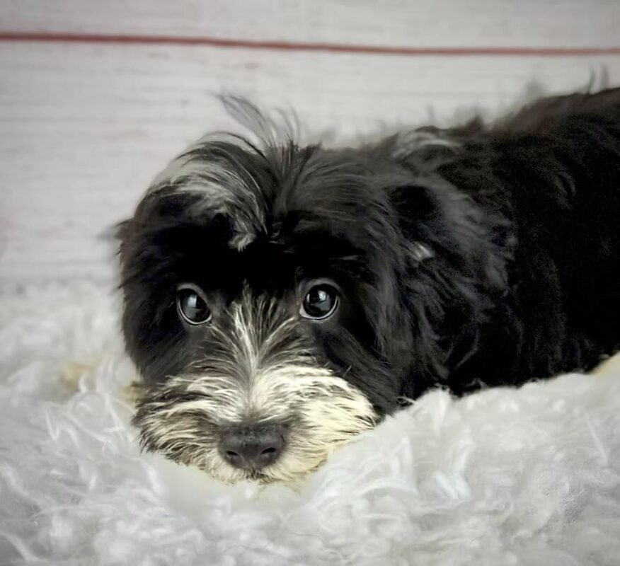 Flint - Male Toy Havapoo