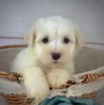 Louie - Male Havanese