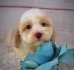 Chief - Male Toy Havapoo