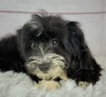 Flint - Male Toy Havapoo