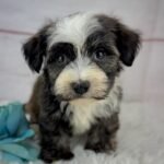 Samson - Male Toy Havanese