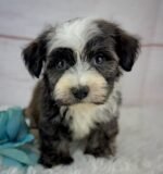 Samson - Male Toy Havanese