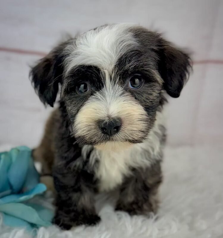 Samson - Male Toy Havanese