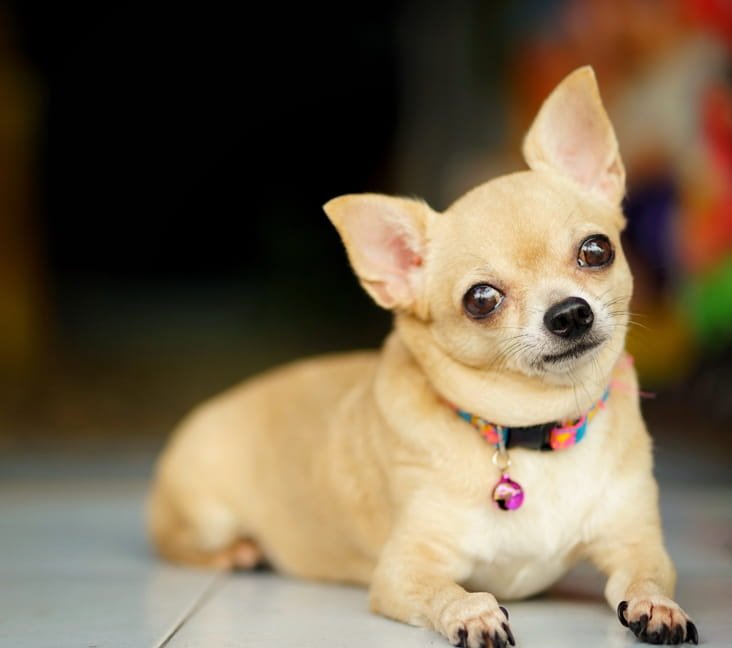 Chihuahua