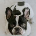No description french-bulldog