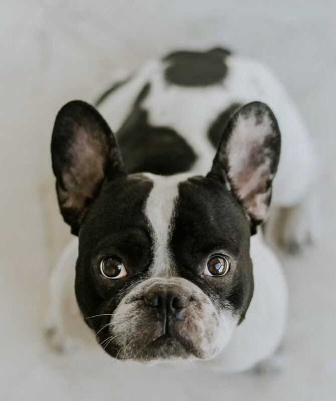 No description french-bulldog