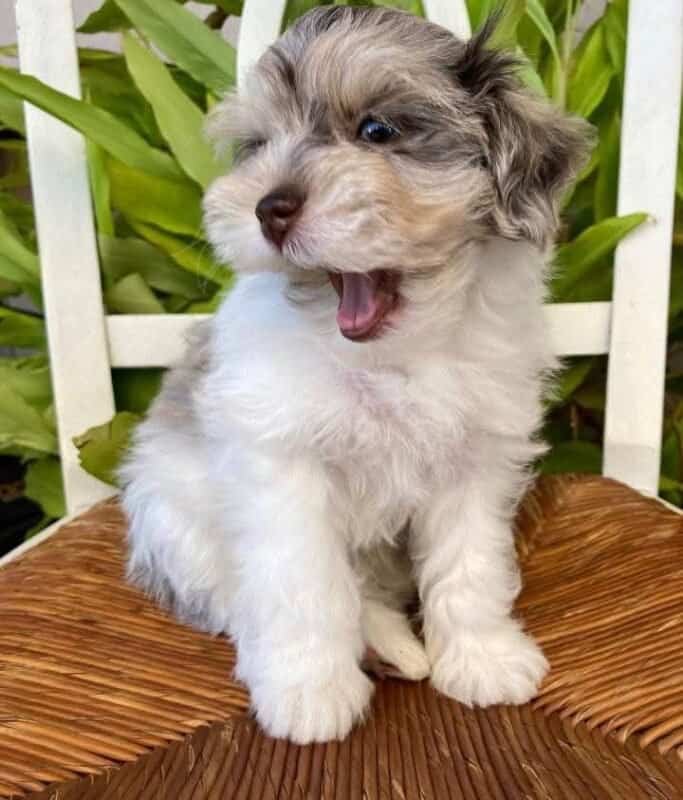 Fritz