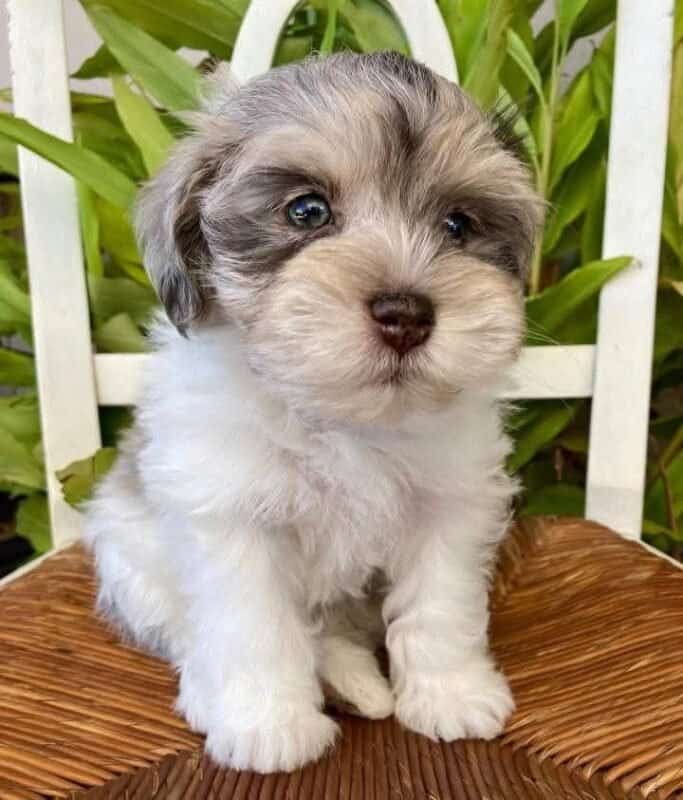 Fritz