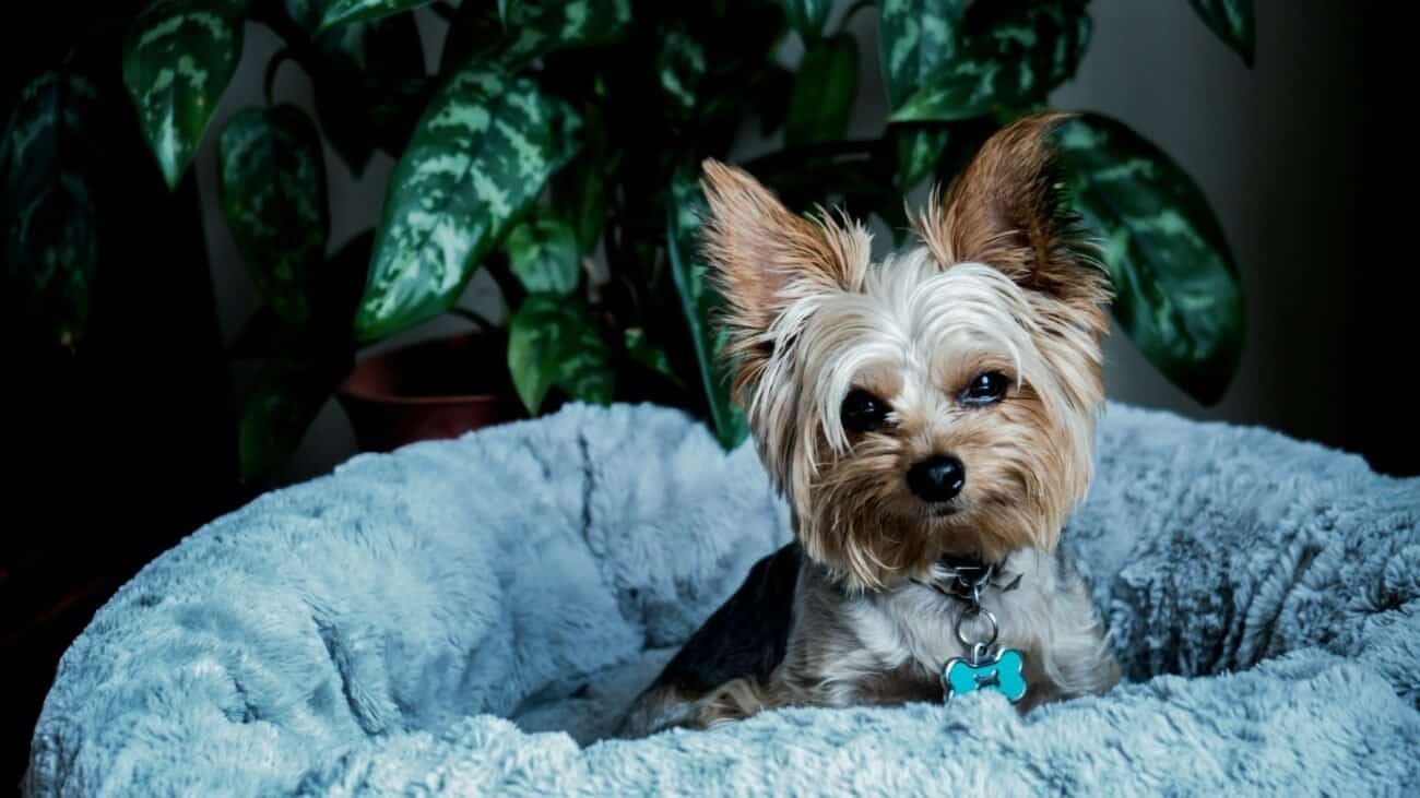 Ruby – Female Yorkie Mix