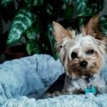 Ruby – Female Yorkie Mix