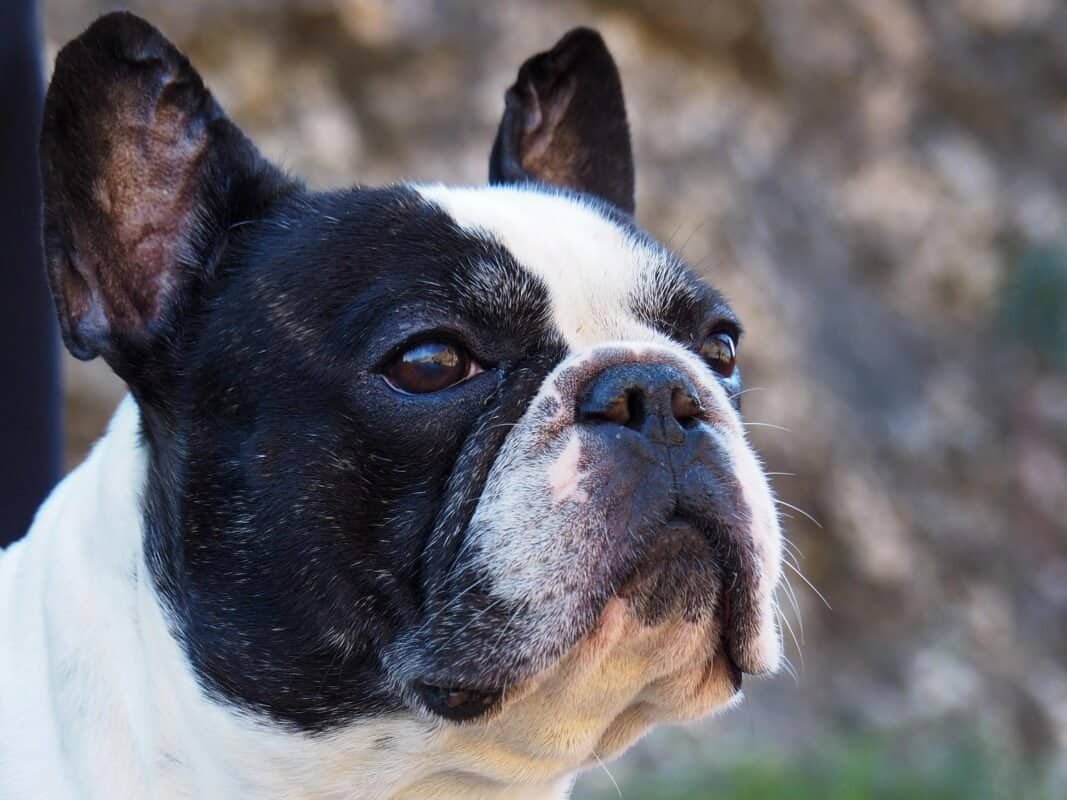 Coco – Female French Bulldog