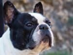 Coco – Female French Bulldog