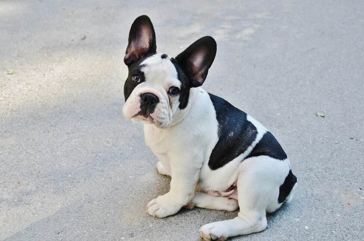 Daisy – Female French Bulldog