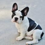 Daisy – Female French Bulldog