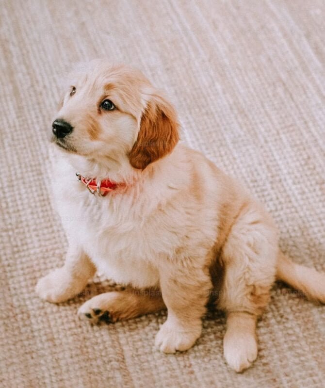 golden retriever