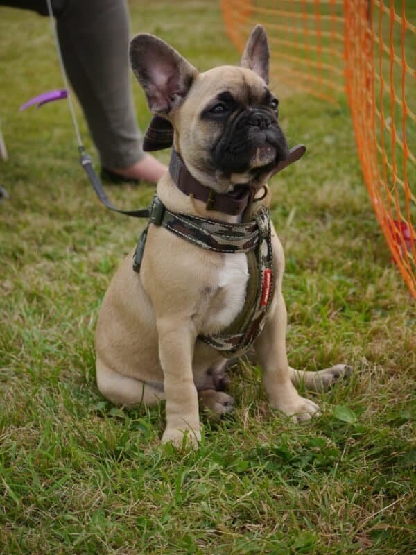 Otis – Male French Bulldog