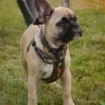 Otis – Male French Bulldog