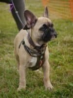 Otis – Male French Bulldog