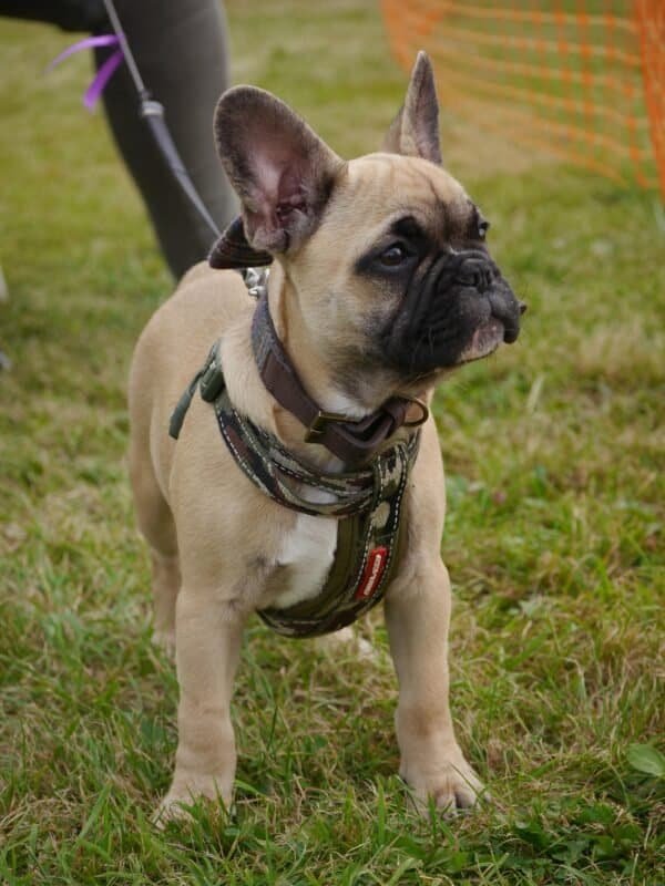 Otis – Male French Bulldog
