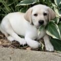 labrador-Retriever