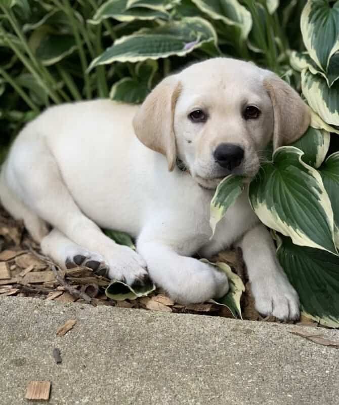 labrador-Retriever