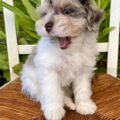 miniature-schnauzer-puppies.