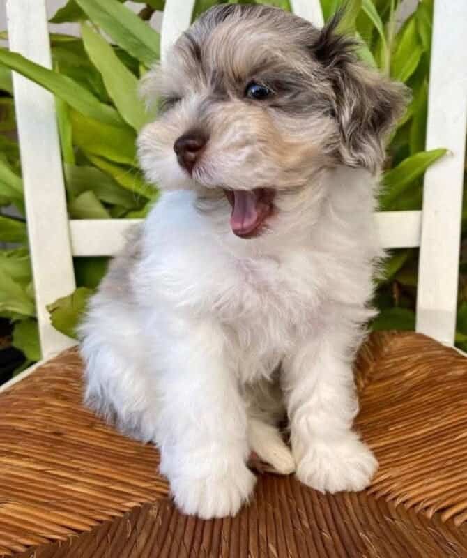 miniature-schnauzer-puppies.